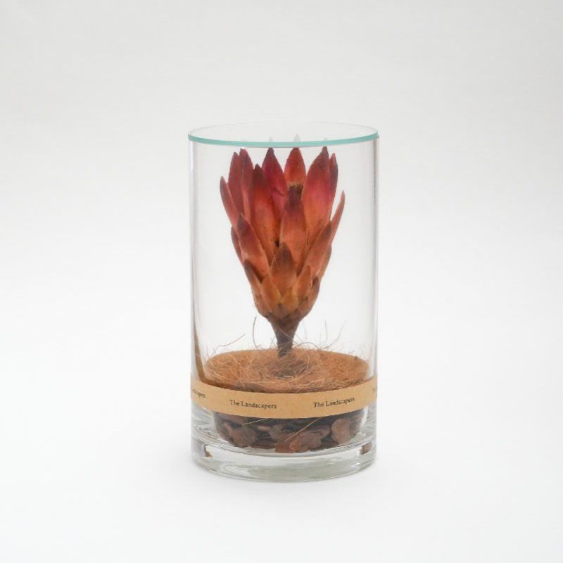 The Landscapers（ザ・ランドスケーパーズ）DRY CYLINDER（ドライシリンダー） Protea Repens（プロテア レペンス）商品画像1