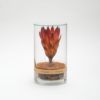 The Landscapers（ザ・ランドスケーパーズ）DRY CYLINDER（ドライシリンダー） Protea Repens（プロテア レペンス）商品画像1
